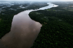 Trees line the Oiapoque River on the border between Brazil and French Guiana, in Oiapoque, Amapa state, Brazil, March 10, 2026. (AP Photo/Eraldo Peres, File)